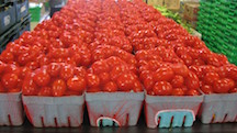 tomatoes