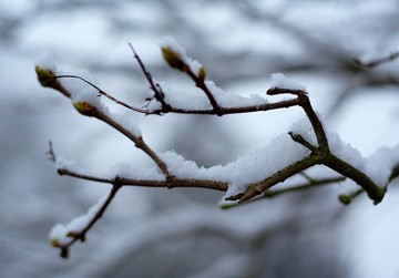 snow covered branch