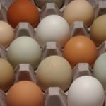 eggs