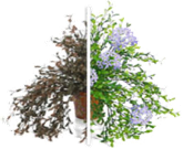 plant disease