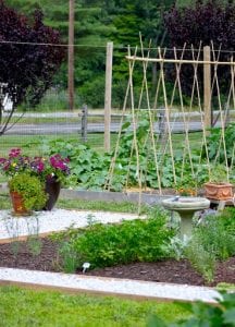vegetable garden