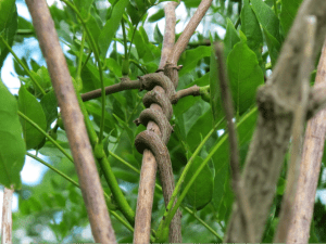 bittersweet vine