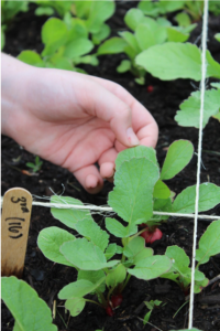 school garden plant