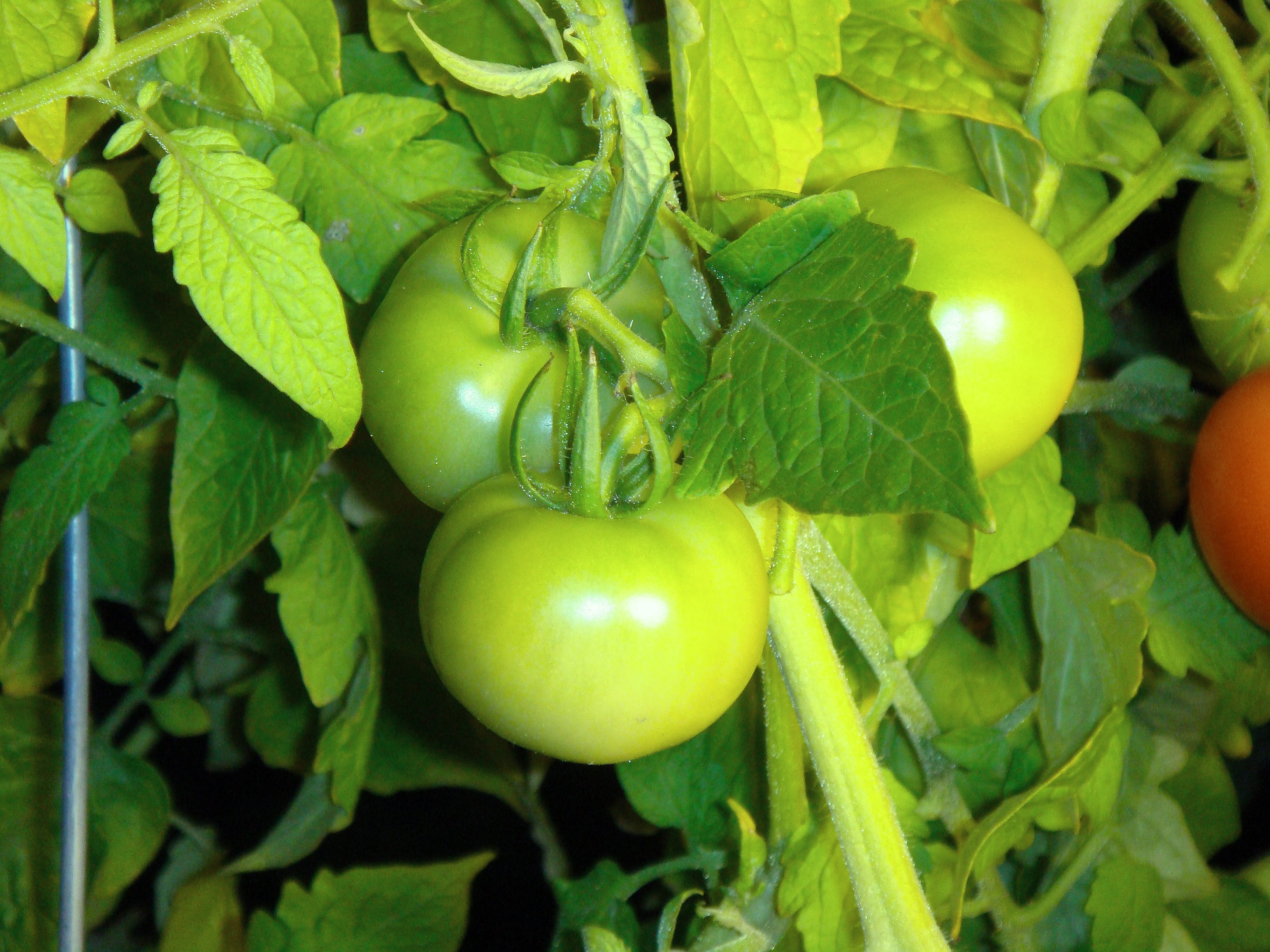 green tomatoes
