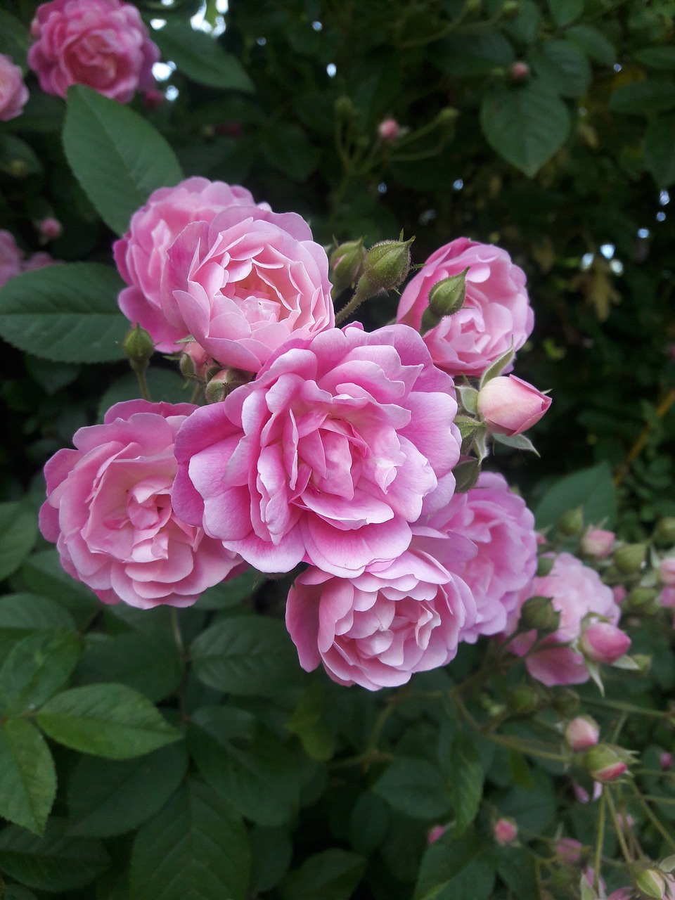 pink roses in a natural garden in West Hartford