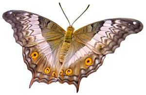 insect image