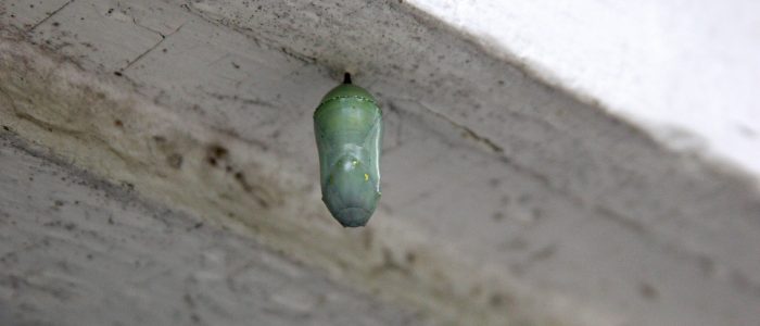 Caterpillar cancun