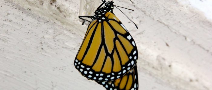Monarch butterfly