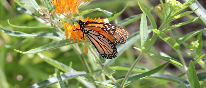 Monarch Butterfly resting on flower
