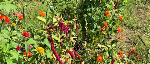 Peoples Harvest Garden with flowers