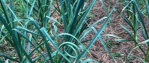 vegetables growing in Peoples Harvest Garden in Pomfret