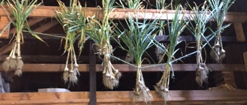 vegetables hanging to dry