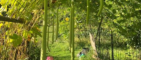 vegetables hanging from arch in Peoples Harvest Garden