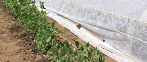 vegetables in a row in the garden