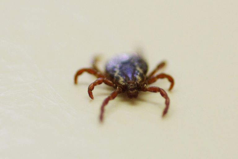 tick close up