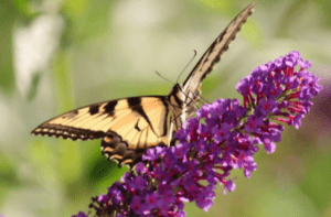 monarch butterfly on lilac