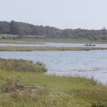salt marsh