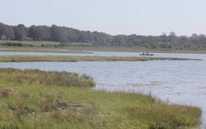 salt marsh