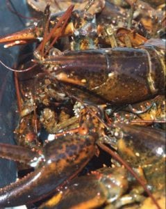 American Red Lobster