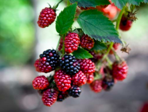 Berries