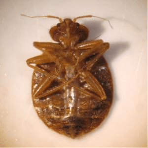 bed bug