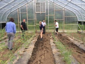 people working on vegetables growing in a high tunnel