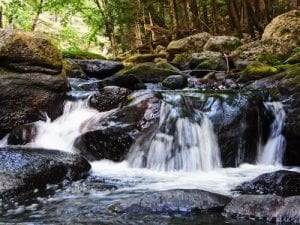 stream water running over rocks making a small waterfall with trees in the background