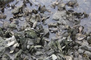 shellfish in Long Island Sound
