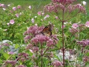 monarch butterfly on joe pye weed