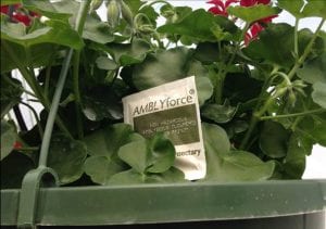 hanging basket plant with sachets