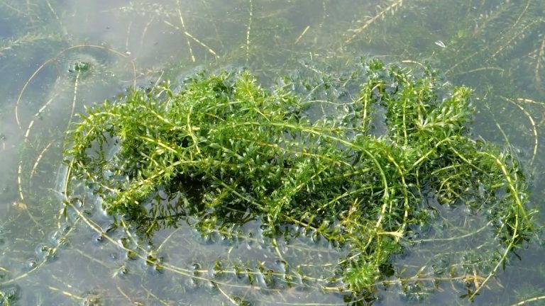 hydrilla
