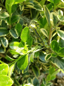 Box Tree Moth