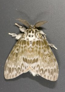 Gypsy Moth