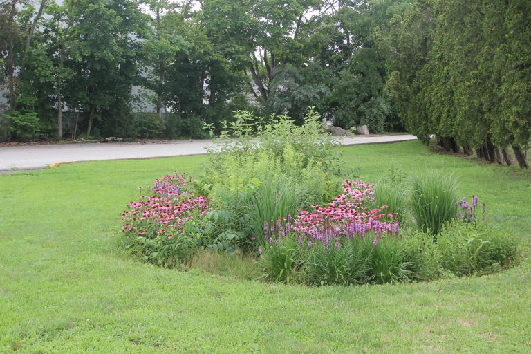 rain garden
