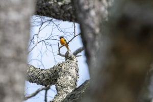 bird in a tree