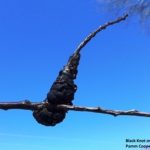 black knot on plum and cherry