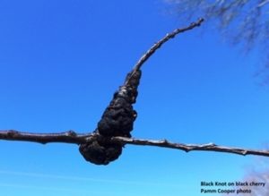 black knot on plum and cherry