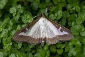 Box Tree Moth
