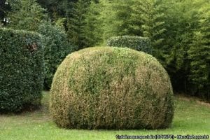 boxwood