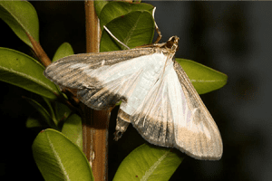 box tree moth