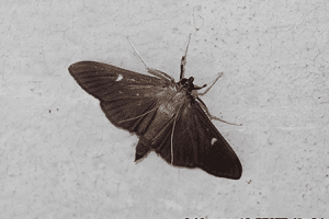 box tree moth