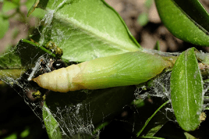 Pupa