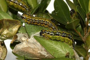 Caterpillars