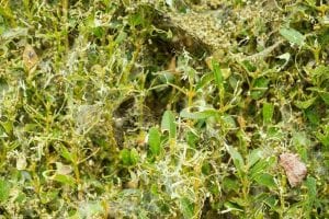 box tree moth damage