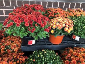 mums on a bench