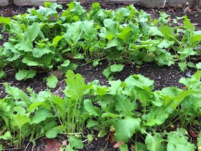 turnips growing in a garden
