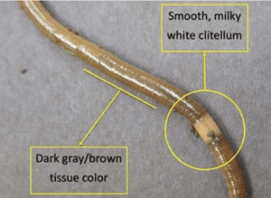 diagram that shows how to identify a jumping worm