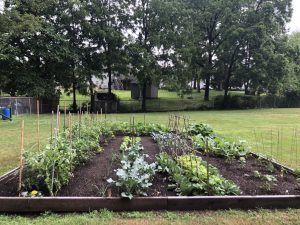 veggie garden