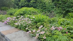 plants along a sidewalk
