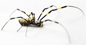 joro spider